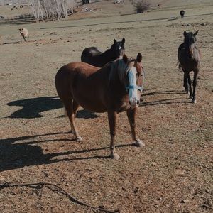 Meet your Posher, Nevaiah